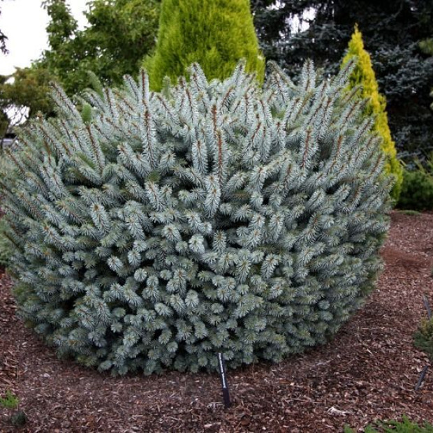 Фото 3. Ель ситхинская 