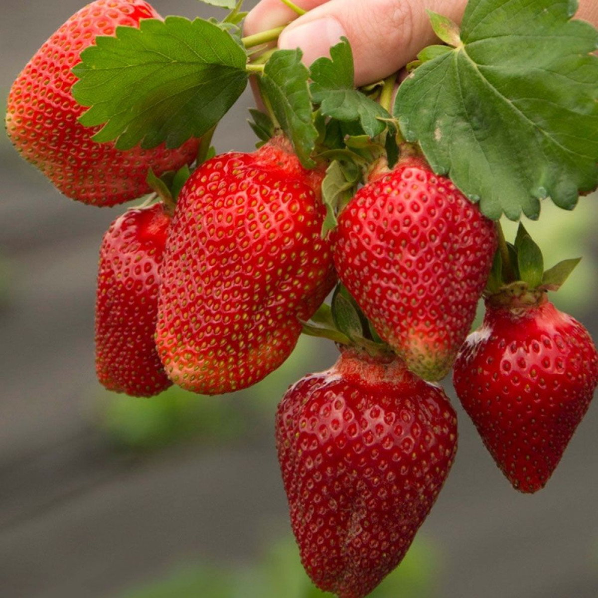 Клубника «Азия» в каталоге СЦ Корекозево