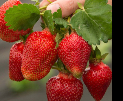 Клубника «Азия» в каталоге СЦ Корекозево