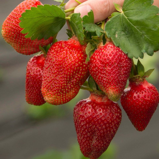 Фото 1. Клубника «Азия» в каталоге СЦ Корекозево