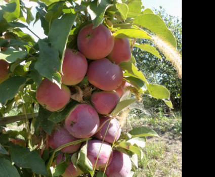 Яблоня колоновидная «Московское ожерелье» в каталоге СЦ Корекозево