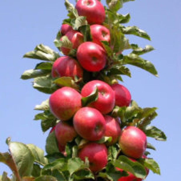 Фото 2. Яблоня колоновидная «Московское ожерелье» в каталоге СЦ Корекозево