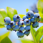 Миниатюра 1. Голубика 