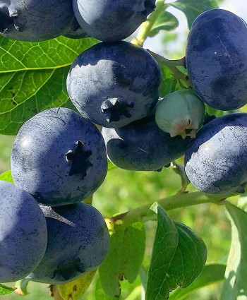 Голубика Блюкроп в каталоге СЦ Корекозево
