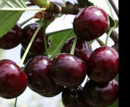 Вишня Владимирская в каталоге СЦ Корекозево