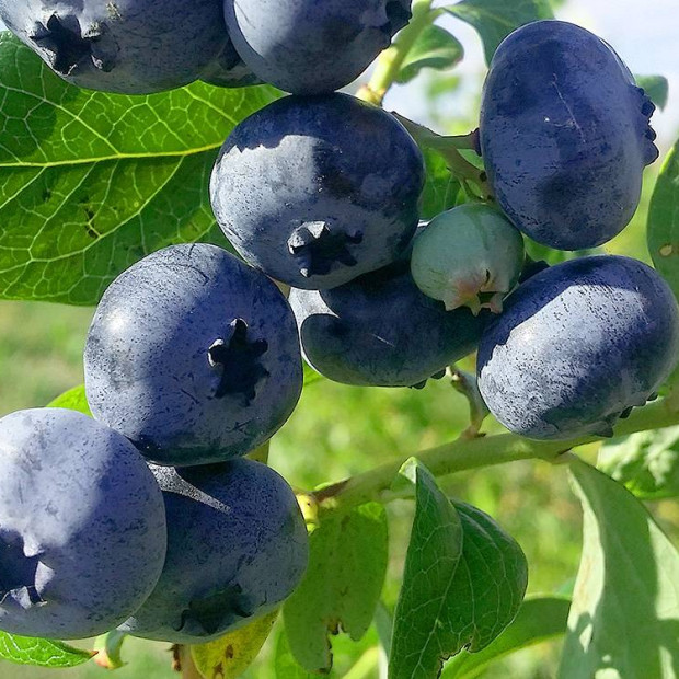 Фото 1. Голубика 