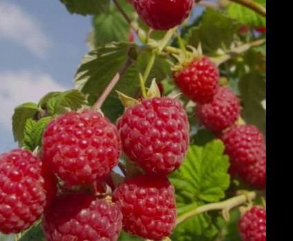 Малина «Глен Ампл» в каталоге СЦ Корекозево