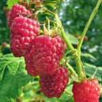 Миниатюра 2. Малина «Глен Ампл» в каталоге СЦ Корекозево