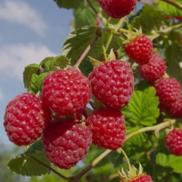 Фото 1. Малина «Глен Ампл» в каталоге СЦ Корекозево