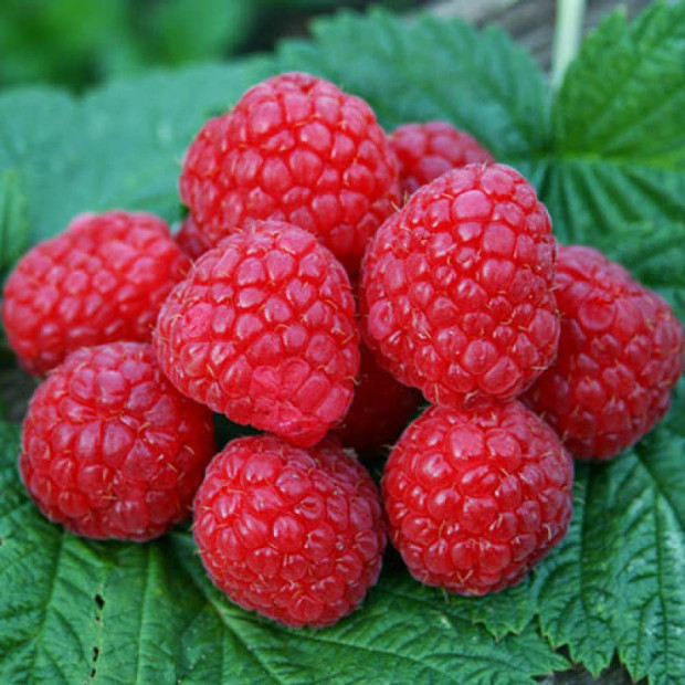 Фото 3. Малина «Глен Ампл» в каталоге СЦ Корекозево