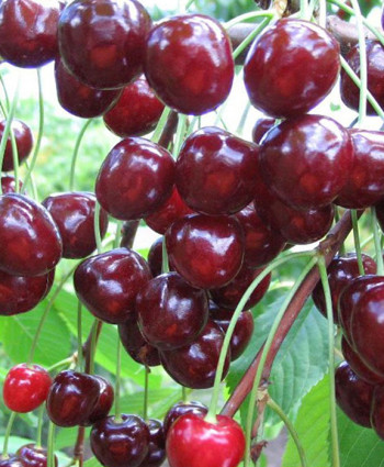 Вишня Тургеневская в каталоге СЦ Корекозево