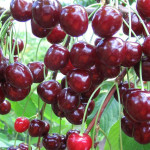 Миниатюра 1. Вишня 