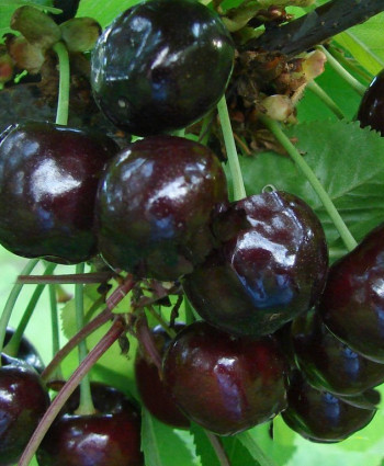 Вишня «Черная крупная» в каталоге СЦ Корекозево