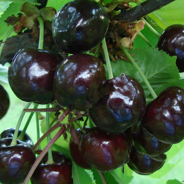 Фото 1. Вишня «Черная крупная» в каталоге СЦ Корекозево