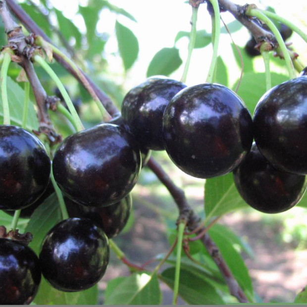 Фото 2. Вишня «Черная крупная» в каталоге СЦ Корекозево