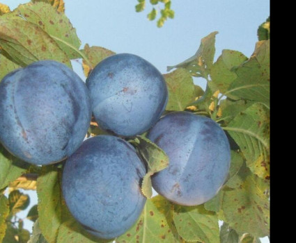 Слива «Блю Фри» в каталоге СЦ Корекозево