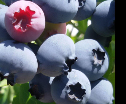 Голубика Норд Ленд в каталоге СЦ Корекозево