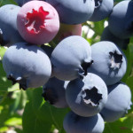 Миниатюра 1. Голубика 