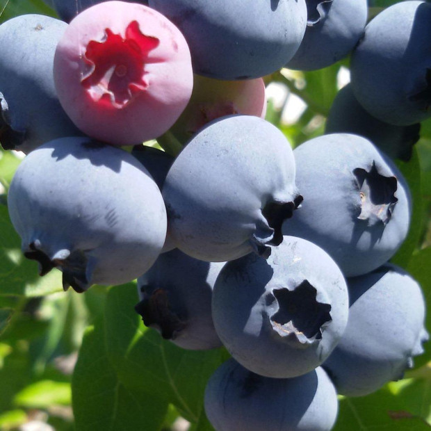 Фото 1. Голубика 