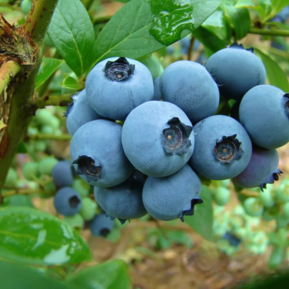 Голубика Река в каталоге СЦ Корекозево