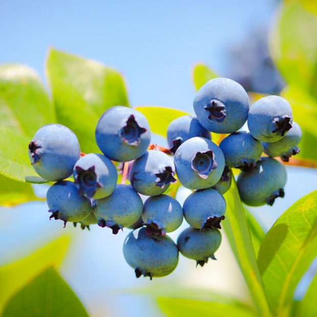 Фото 1. Голубика 
