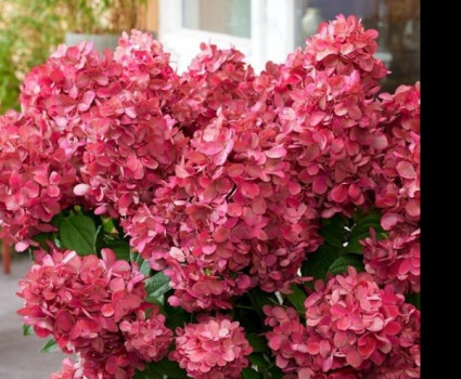 Гортензия метельчатая Бонфаер в каталоге СЦ Корекозево