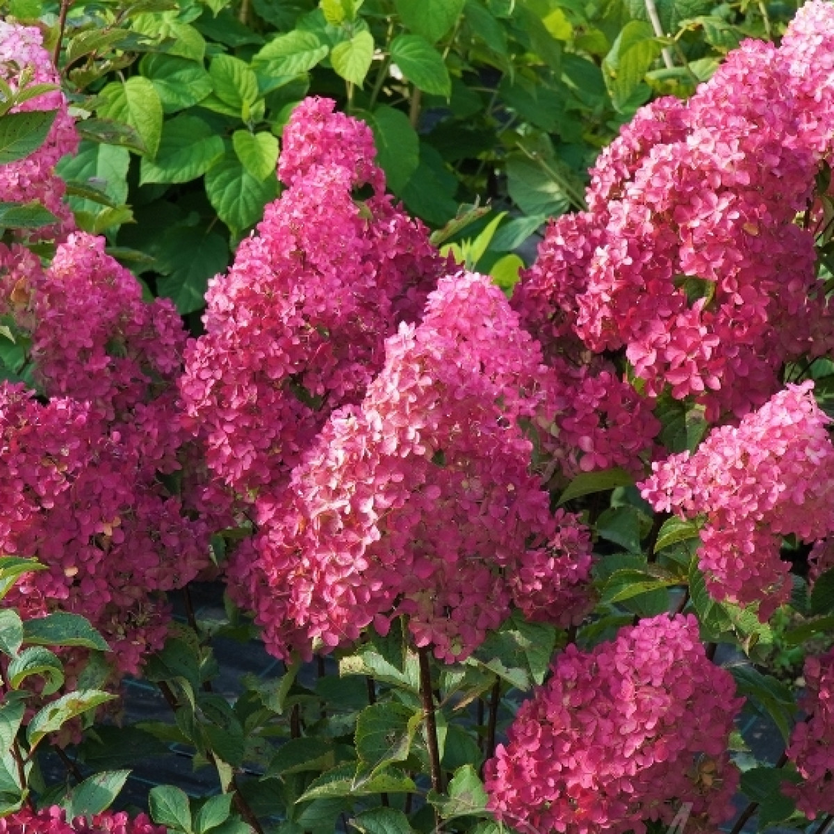 Гортензия метельчатая Фрайз Мельба в каталоге СЦ Корекозево