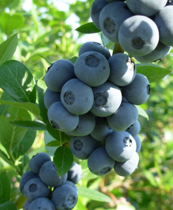 Голубика Бригитта Блю в каталоге СЦ Корекозево