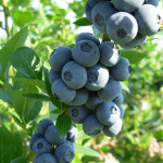 Миниатюра 1. Голубика 