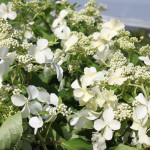 Миниатюра 1. Гортензия метельчатая 