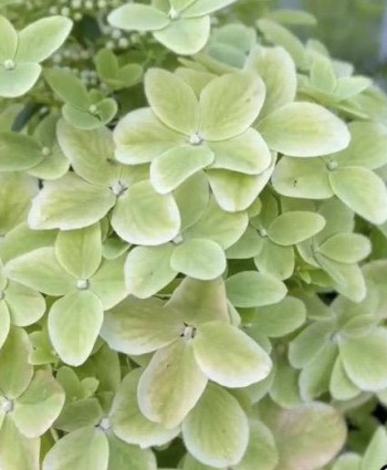 Гортензия метельчатая Металлика в каталоге СЦ Корекозево