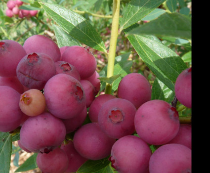 Голубика Пинк Лимонад в каталоге СЦ Корекозево