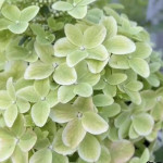 Миниатюра 1. Гортензия метельчатая 