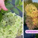 Миниатюра 3. Гортензия метельчатая 