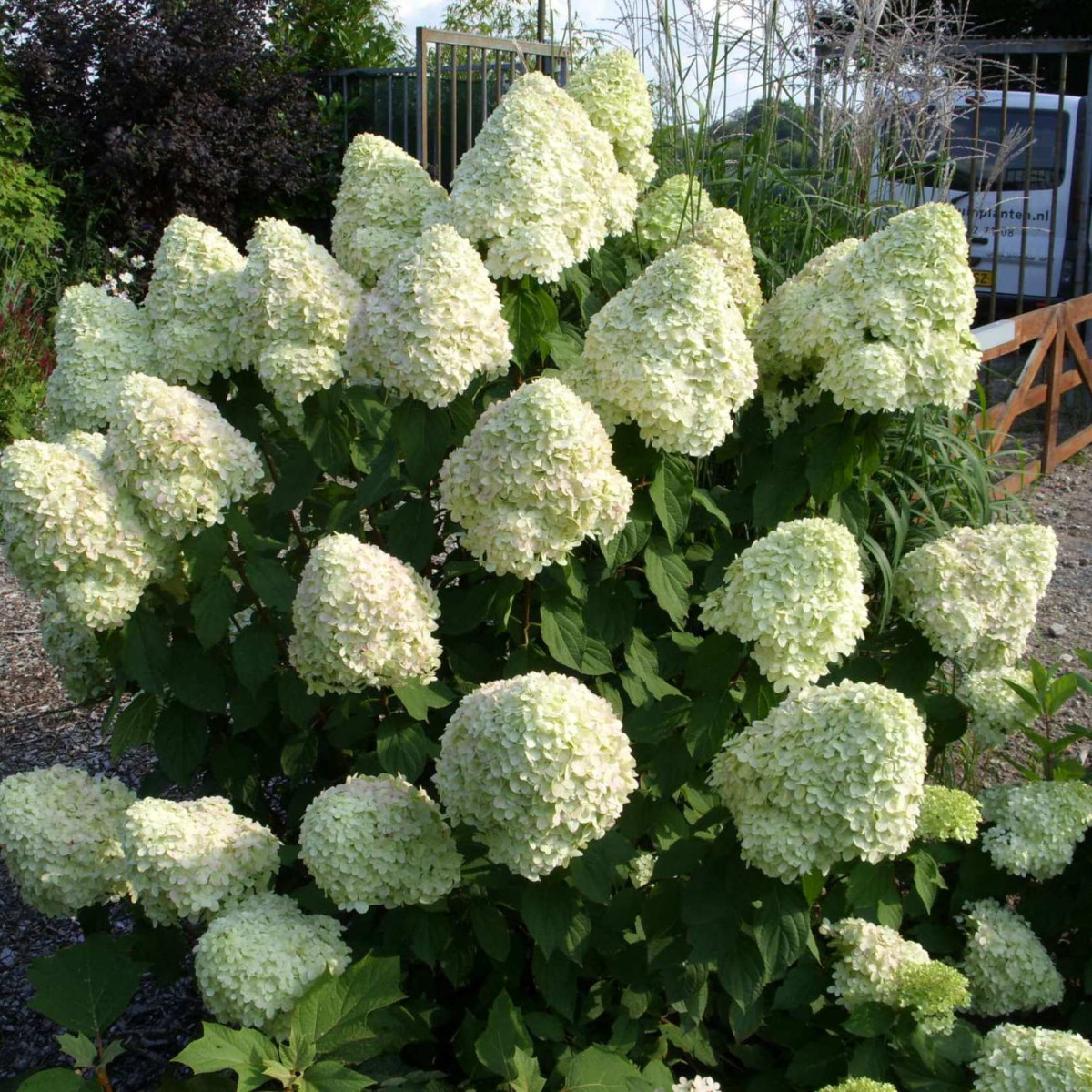 Гортензия метельчатая Полар Бир (Полярный медведь) в каталоге СЦ Корекозево