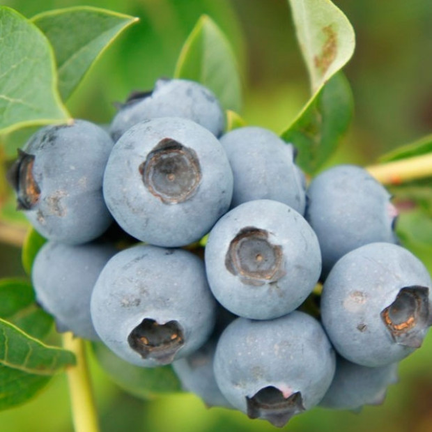 Фото 2. Голубика 