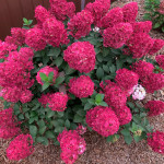 Миниатюра 1. Гортензия метельчатая 