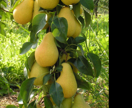 Груша колоновидная «Декора» в каталоге СЦ Корекозево