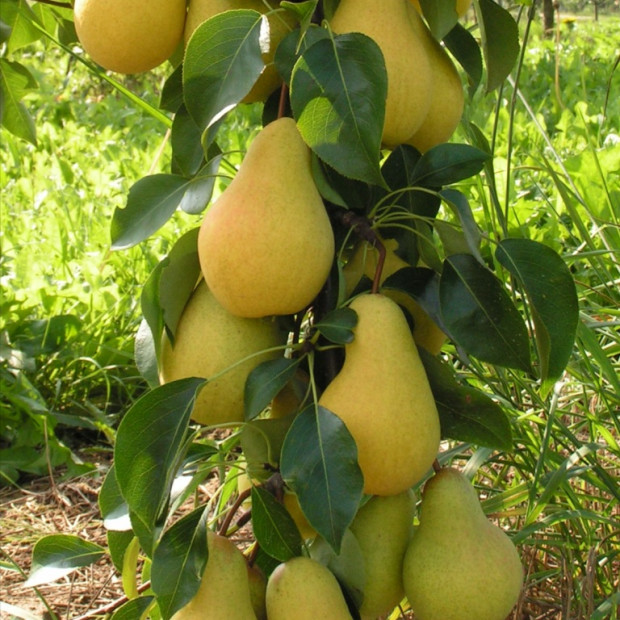 Фото 1. Груша колоновидная «Декора» в каталоге СЦ Корекозево