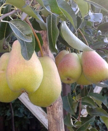 Груша «Духмяная» в каталоге СЦ Корекозево