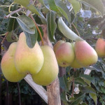 Миниатюра 1. Груша «Духмяная» в каталоге СЦ Корекозево