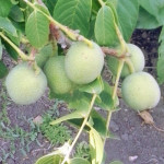 Миниатюра 3. Грецкий орех «Скороплодный Левина» в каталоге СЦ Корекозево