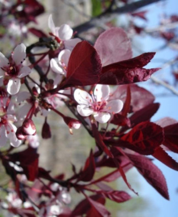 Слива краснолистная «Писсарди» (декоративно – плодовая) в каталоге СЦ Корекозево