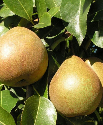 Груша «Белорусская поздняя» в каталоге СЦ Корекозево