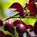 Миниатюра 2. Слива краснолистная «Писсарди» (декоративно – плодовая) в каталоге СЦ Корекозево