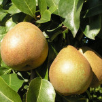 Миниатюра 1. Груша «Белорусская поздняя» в каталоге СЦ Корекозево