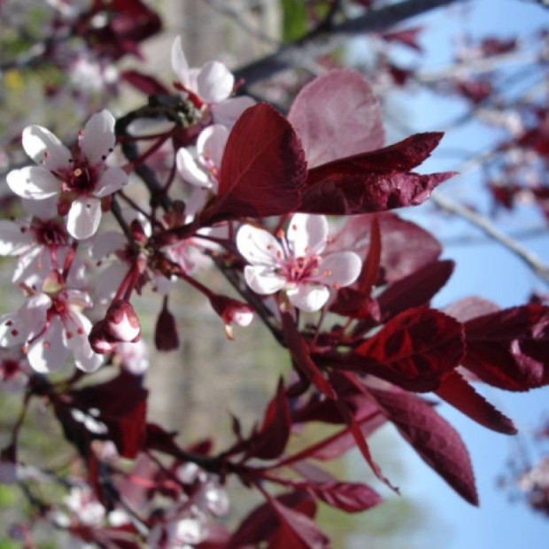 Фото 1. Слива краснолистная «Писсарди» (декоративно – плодовая) в каталоге СЦ Корекозево
