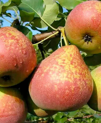 Груша «Мраморная» в каталоге СЦ Корекозево