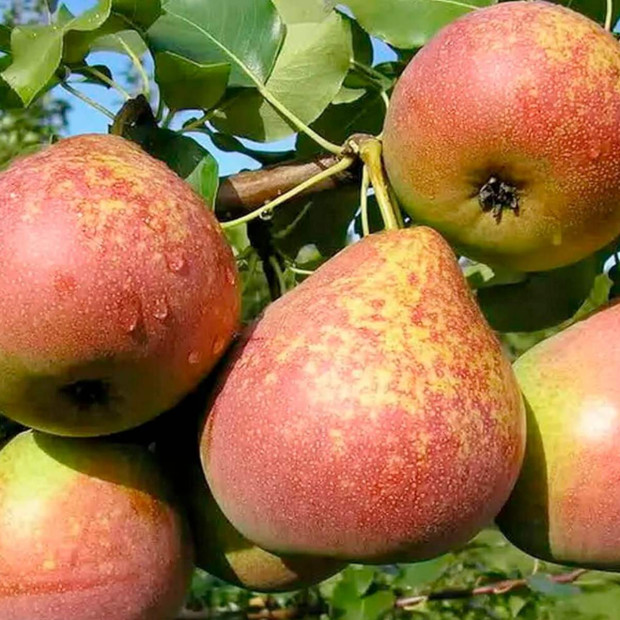 Фото 1. Груша «Мраморная» в каталоге СЦ Корекозево