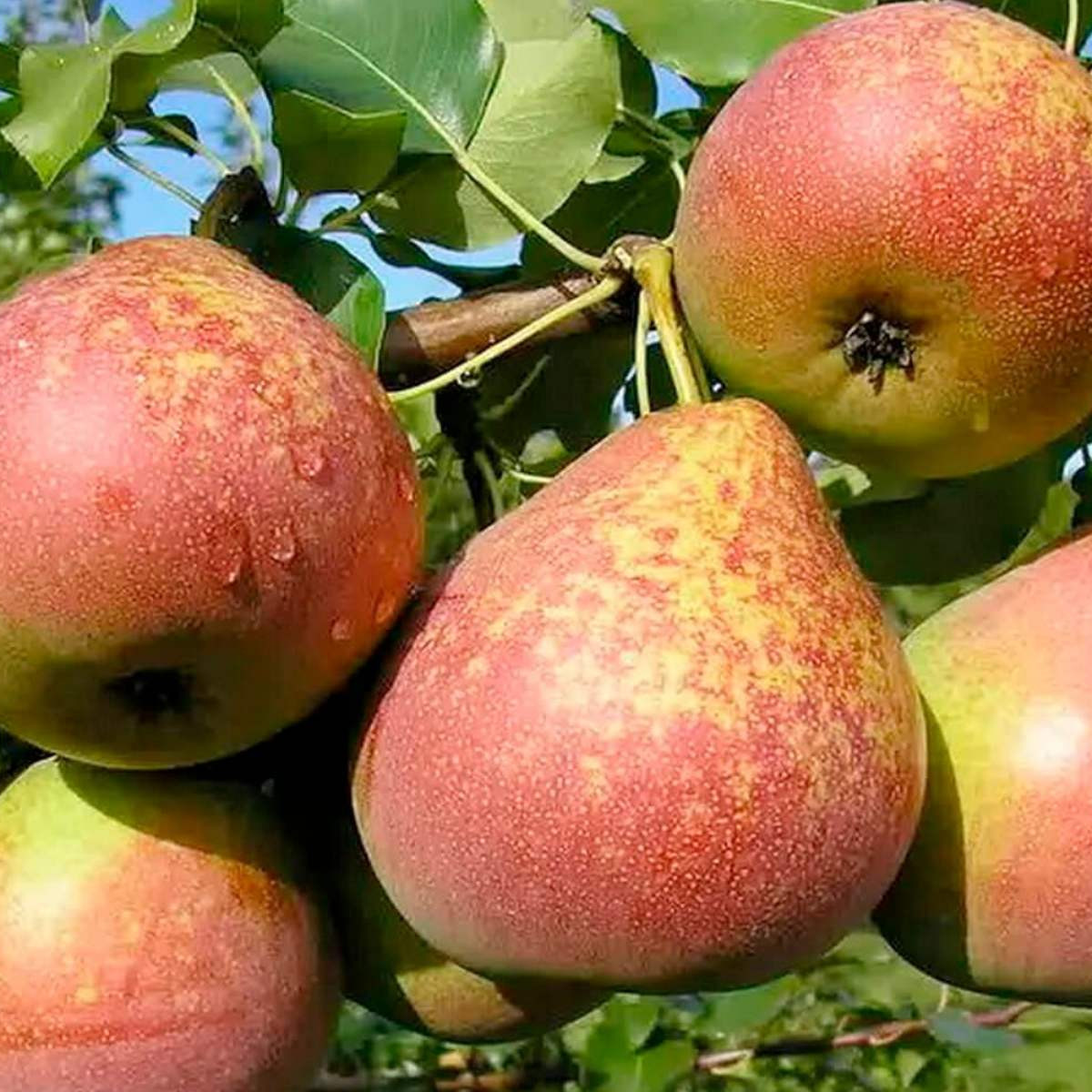 Груша «Мраморная» в каталоге СЦ Корекозево